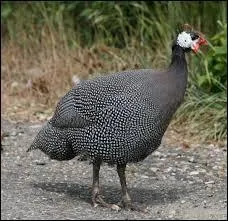 Comment appelle-t-on l'élevage des pintades ?