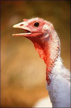 La dinde est élevée pour sa viande et ses.....