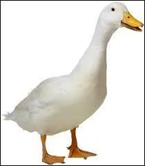 Il existe deux espèces de canards qui sont élevées dans les fermes :