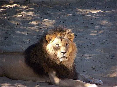 Quel est ce félin ?