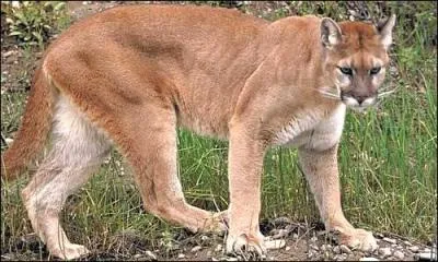 Quel est ce félin ?