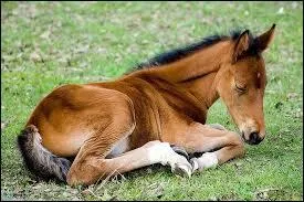 Qu'est-ce qu'un Yearling ?