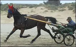 Un cheval commet une faute quand ......