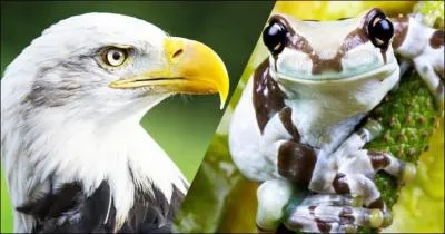 En 40 ans, l'être humain a éliminé 52/100 des espèces animales vertébrées de la planète !