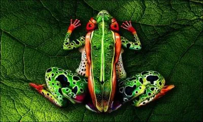 Cette grenouille fait partie de la grande famille des dendrobates d'Amazonie !