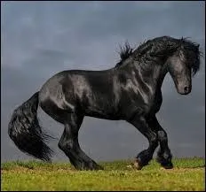 Quelle est cette race ?