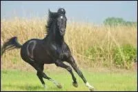 Quelle est cette race ?