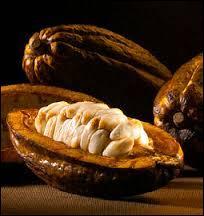 Les fèves de cacao sont enfermées dans :