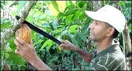 La première étape de la fabrication du chocolat est :