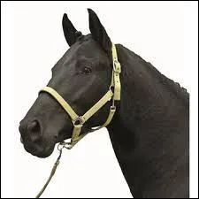 Quelle est la bonne hauteur pour attacher un cheval ?