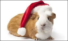 Alors on fête Noël...