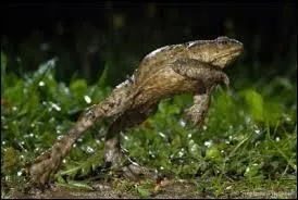 Allez ! Un, deux, ...