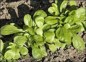 À quelle forme verbale conjuguée correspond le nom de cette salade ?