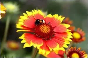 À quelle ville associez-vous cette fleur ?