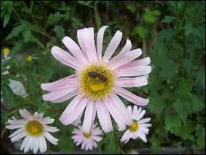 Avec qui cette fleur partage-t-elle son nom ?