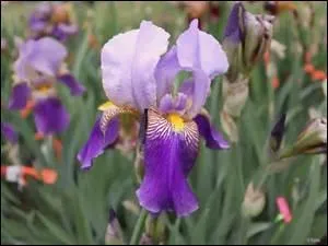 Avec quoi peut-on faire l'association de cette fleur à bulbe ?