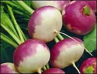 À quoi peut-on destiner le nom de ce légume ?