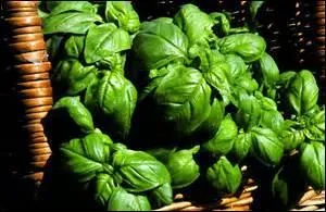 Quel animal porte le même nom que la plante ?