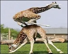 Qu'est-ce que ces girafes ont remis au goût du jour ?