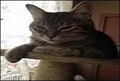 Quels sont les temps de conjugaison dans le descriptif ?