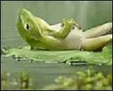 Dans quelle discipline pratique-t-on la relaxation continue ?