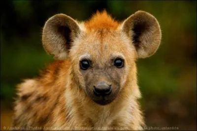 Quel est cet animal ?