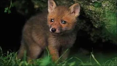 Quel est cet animal ?