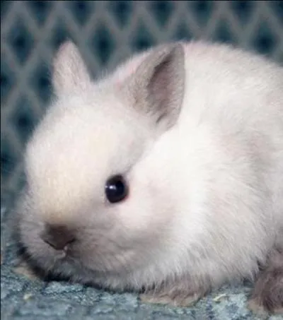 Quel est cet animal ?