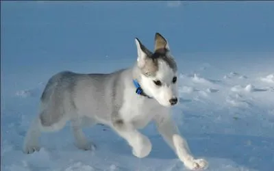 Quel est cet animal ?