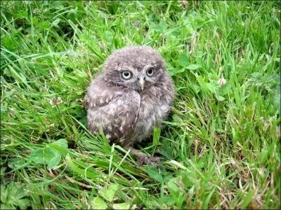 Quel est cet animal ?