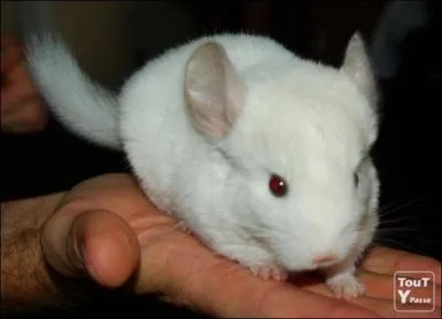 Quel est cet animal ?