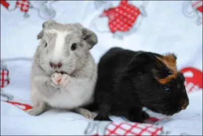 Quels sont ces animaux ?