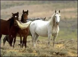 Grâce à quel phénomène sont nés les Mustang ?