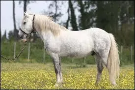 Quelles sont les caractéristiques principales du camarguais ?
(deux réponses)