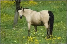 Quelle est l'une des grandes spécialités des Connemara ?