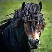 L'Exmoor est un poney britannique semi-sauvage ; c'est un poney dit...