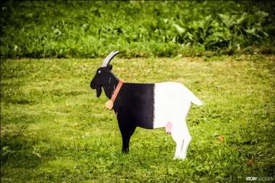 On la surnomme la chèvre des glaciers, mais quel est son véritable nom ?