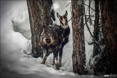 Quel est cet animal typique de nos montagnes ?