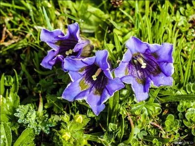 De quelles fleurs s'agit-il ?