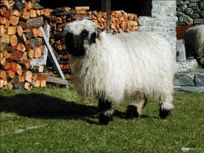 (Le plus dur pour la fin ! ) Qu'est-ce que c'est ?