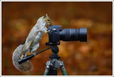 Pinnipèdes, aux oreilles sans pavillons !
