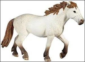 De quel sexe est ce cheval ?