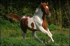 Quelle est cette robe ?