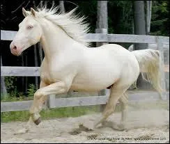 Quelle est cette robe ?