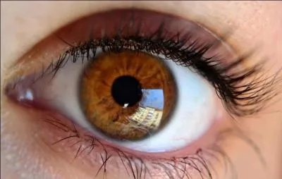 Comment se nomme la couche blanche qui entoure l'il ?