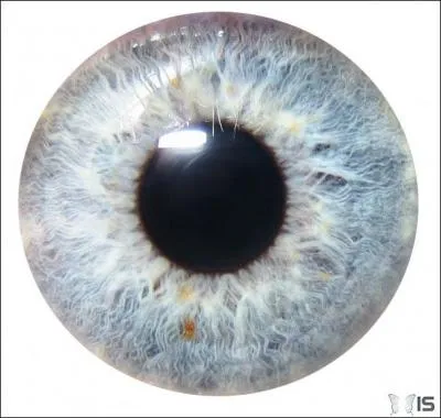 Qu'arrive-t-il à la pupille lorsqu'il y a beaucoup de soleil dehors ?