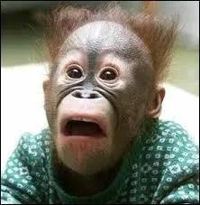 Si je vous dis que vous avez l'air de revenir de Pontoise, je vous considère comme bête !