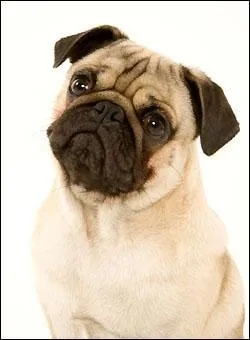 Un carlin a une queue :