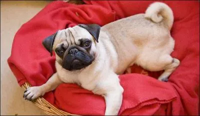 Le carlin est un grand :