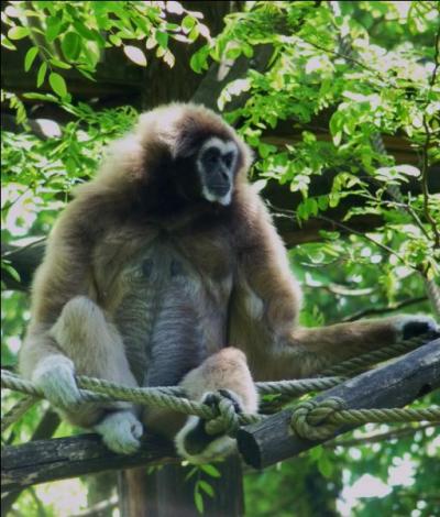 Acrobate exceptionnel, je suis le plus agile de tous les primates. Je "vole" de branche en branche sur les plus hauts arbres de la forêt de Sumatra.